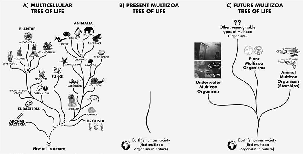 Multizoa Phylogeny